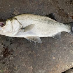 サラシの中のヒラスズキ!!