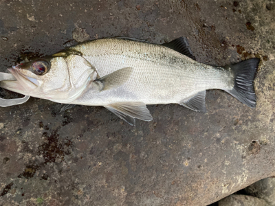 サラシの中のヒラスズキ!!
