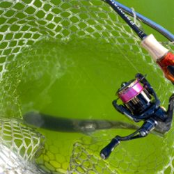 エリアトラウト