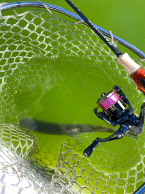 エリアトラウト