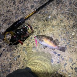 寒い中、なんとか釣れました〜