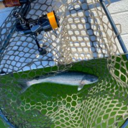 服部緑地 エリアトラウト 管釣り