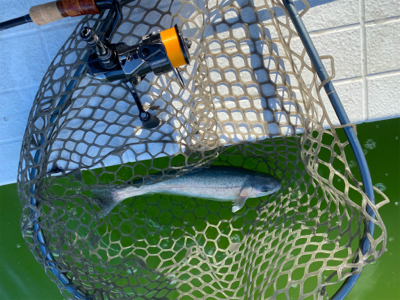 服部緑地　エリアトラウト　管釣り