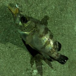 アジ、メバル、そしてヒラメ