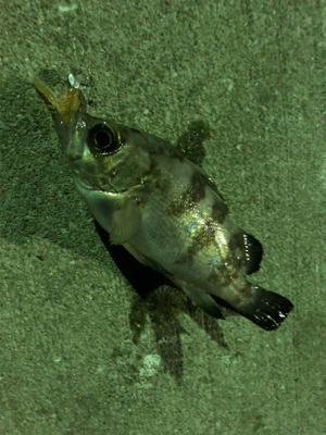 アジ、メバル、そしてヒラメ