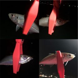 寒さに負けるな