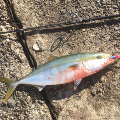 ナブラ打ち成功です！