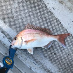 今年ラストの一つテンヤ