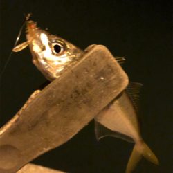 1人より仲間と釣るのが楽しみ