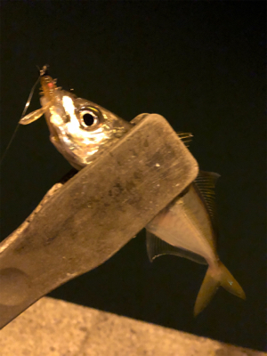 1人より仲間と釣るのが楽しみ