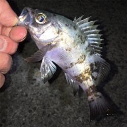 明石でメバリング