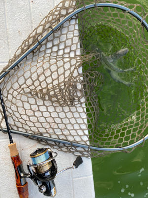 服部緑地　満員です。