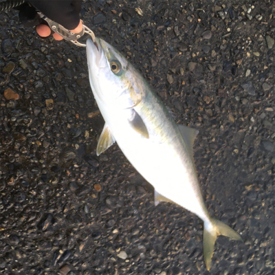 今日もツバスは絶好調！