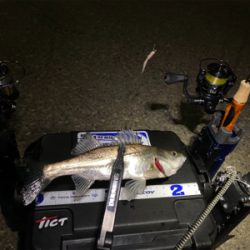 ライトゲーム チーバス