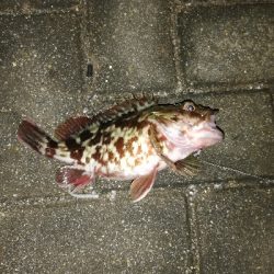 爆風&極寒アジング