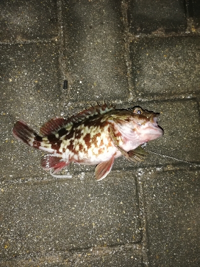 爆風&極寒アジング