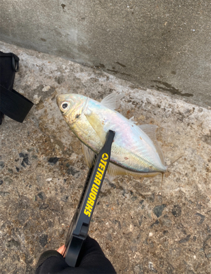 泣き尺サイズ釣れました