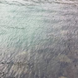 朝マズメにヒラスズキ釣果！！