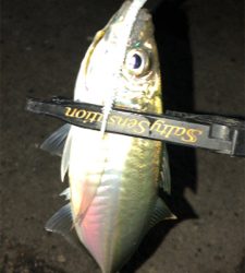 仕事帰りアジングナイト(プチ入れ食い)