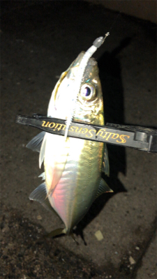 仕事帰りアジングナイト(プチ入れ食い)