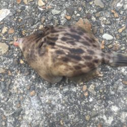 冬のちょい投げ