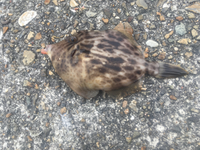 冬のちょい投げ