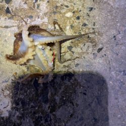 アジングでイイダコ笑