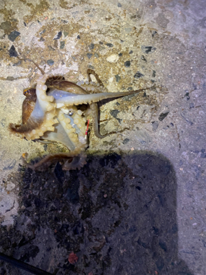 アジングでイイダコ笑