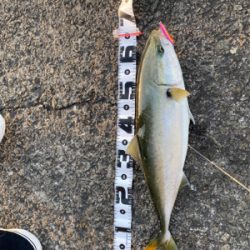 4ヶ月ぶりの青もん