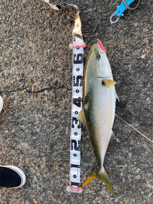 4ヶ月ぶりの青もん