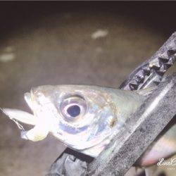 ちょろっとアジング