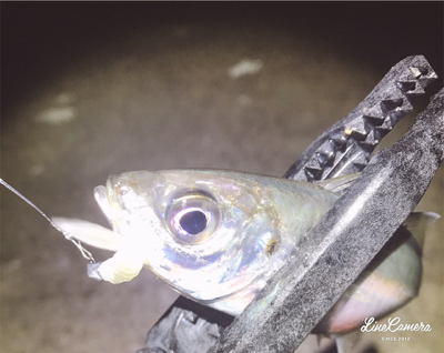 ちょろっとアジング