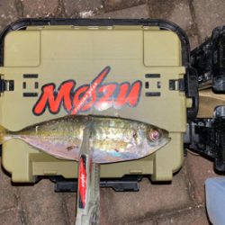 良型狙いなんとかなる