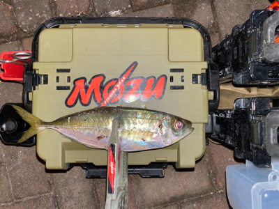 良型狙いなんとかなる