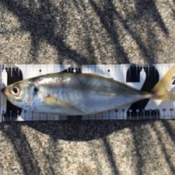 アジ25センチ。。