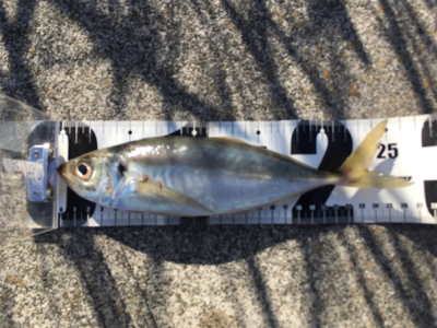 アジ25センチ。。