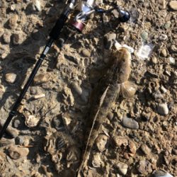 風にも負けずフラット修行