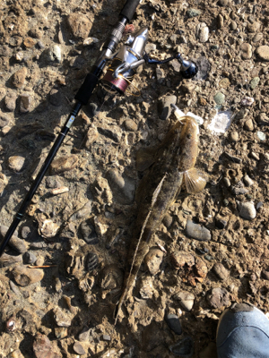 風にも負けずフラット修行