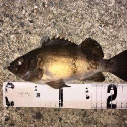 メバリング好調