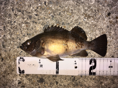 メバリング好調