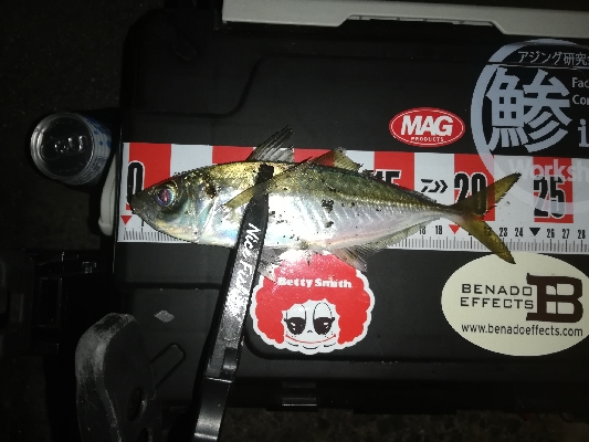 今日も爆風アジング