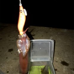 久しぶりにヒイカ釣れた(^.^)