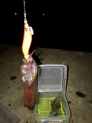 久しぶりにヒイカ釣れた(^.^)