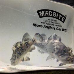 エビワームでクロソイゲーム