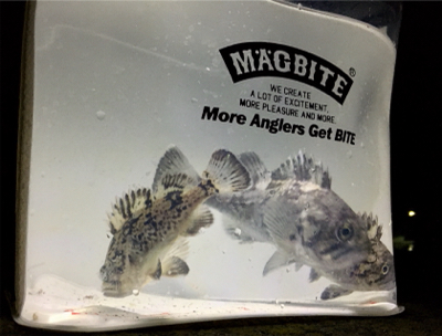 エビワームでクロソイゲーム