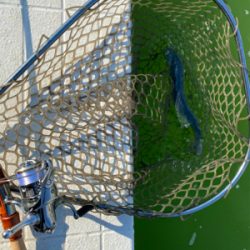 プールトラウト