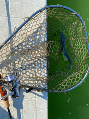 プールトラウト