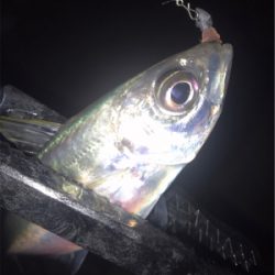 シゴオワアジング