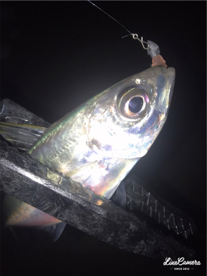 シゴオワアジング