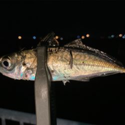 「釣り納め」のつもりで行ったのに！